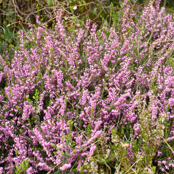 Winterheide 'Furzey' - Erica darleyensis furzey - Bakker