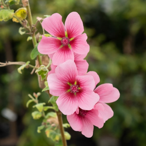 Kaapse malva 'El Rayo' - Anisodontea El Rayo - Bakker