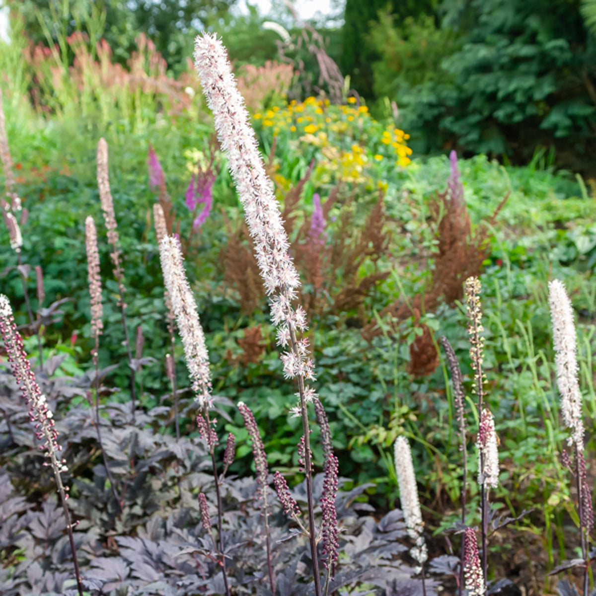 Christoffelkruid Brunette - Actaea simplex Brunette - Bakker