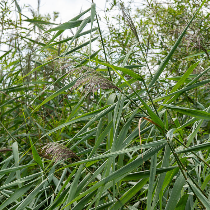 Riet - Gewoon riet - Phragmites australis