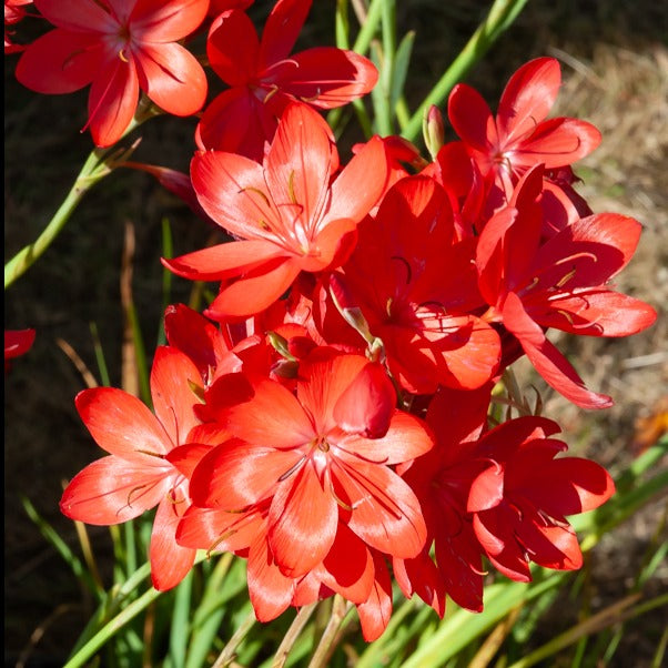 Moerasgladiool 'Major' - Schizostylis coccinea major - Bakker