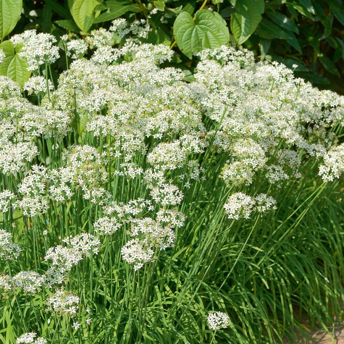 Chinese bieslook - Allium tuberosum - Bakker