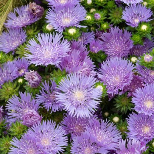 Amerikaanse Blauwe Korenbloem Mels Blue - Bakker