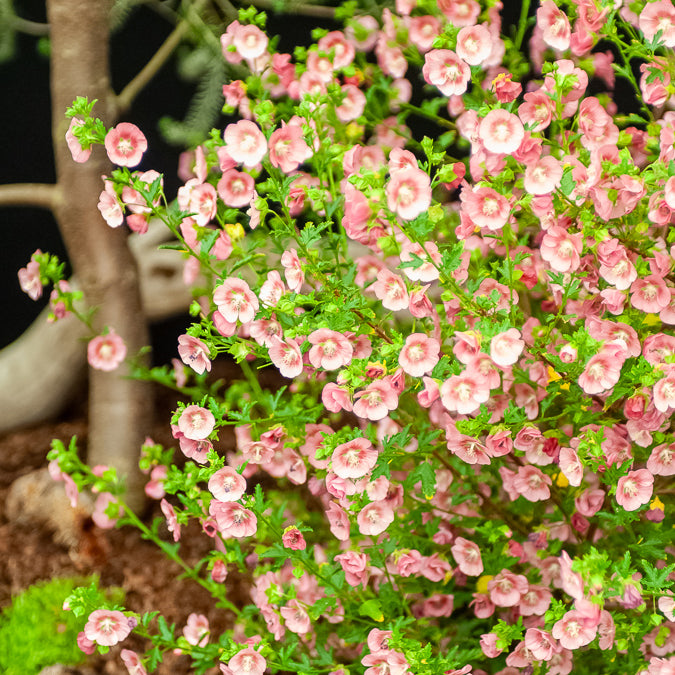 Kaapse Malva - Bakker
