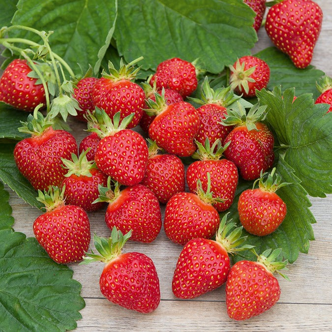 Aardbei 'Rubis Des Jardins' - Bakker