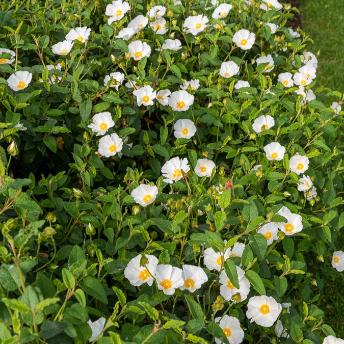 Cistus - Corbières cistus - Cistus corbariensis