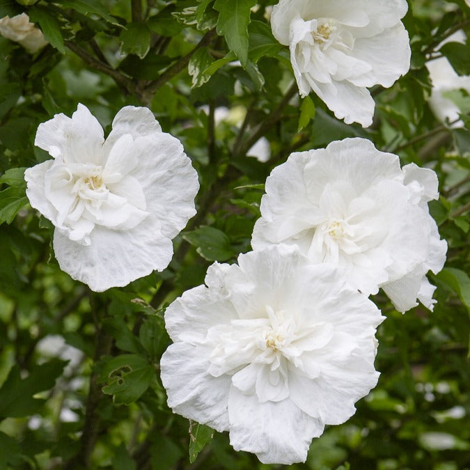 Hibiscus White Chiffon - Bakker