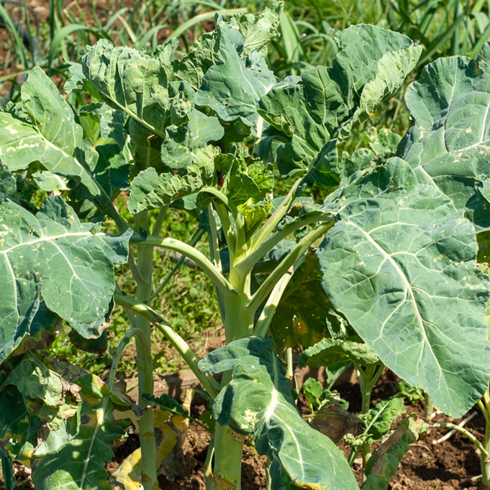 Zaden Groene kool - Chou fourrager cavalier vert protéor | Bakker.com