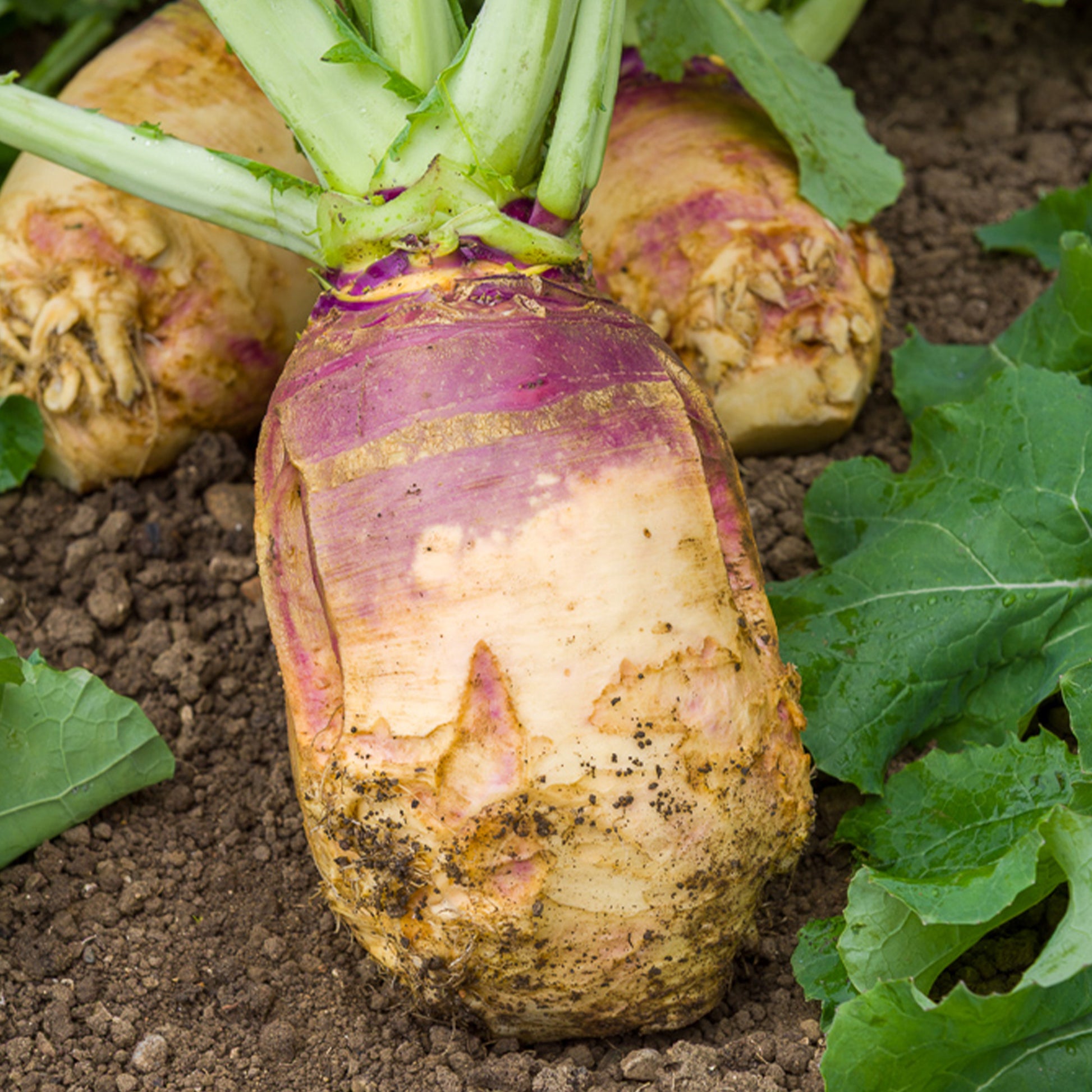 Koolraap 'Champion' - Brassica napus champion - Bakker