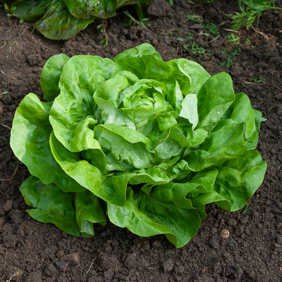 Slazaden - Kropsla 'Rigoletto' - Lactuca sativa rigoletto