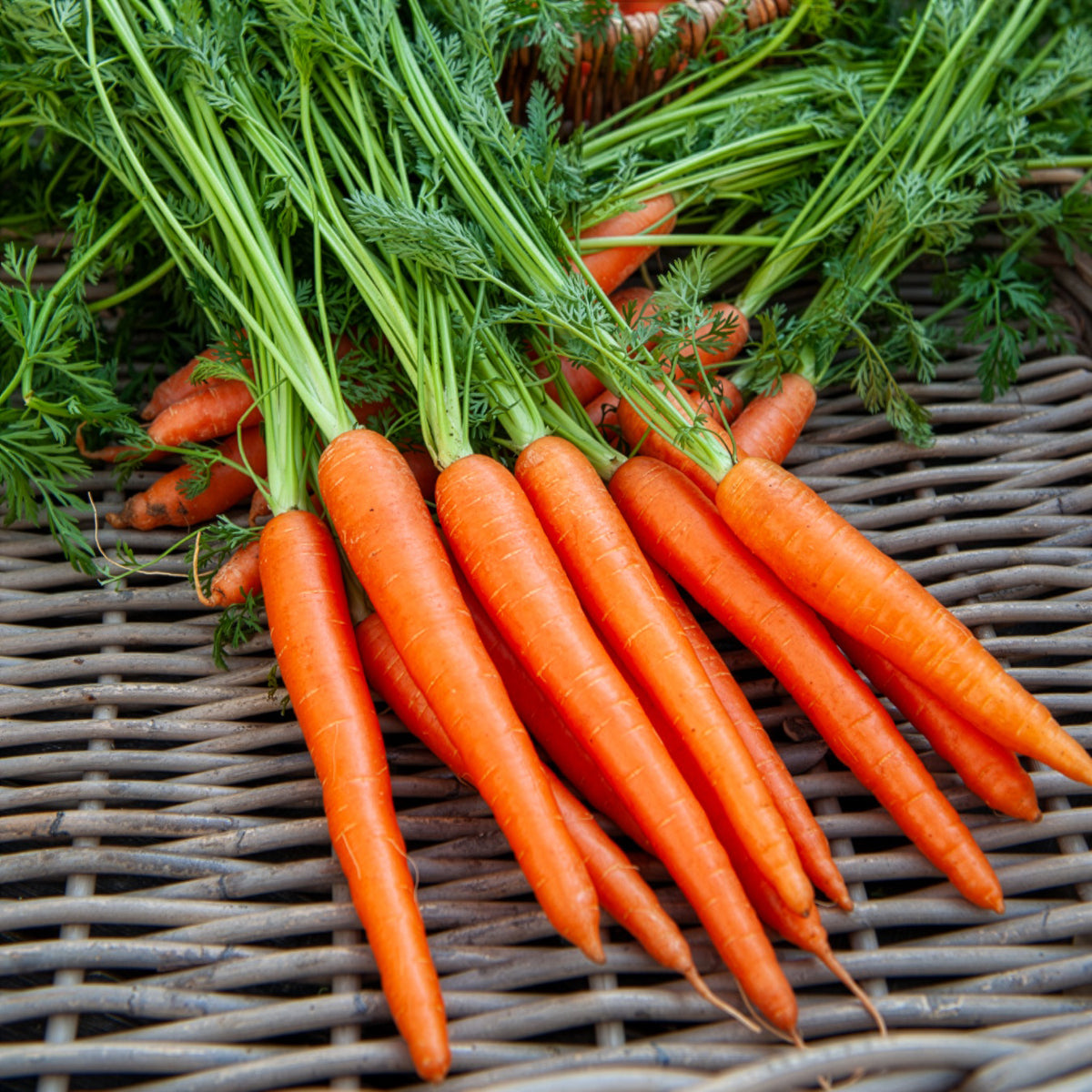 Winterwortel 'Colmar' - rood hart - BIO - Bakker