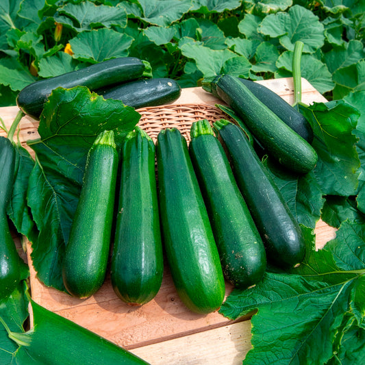 10 Courgette BIO zaden - niet woekerend - Bakker