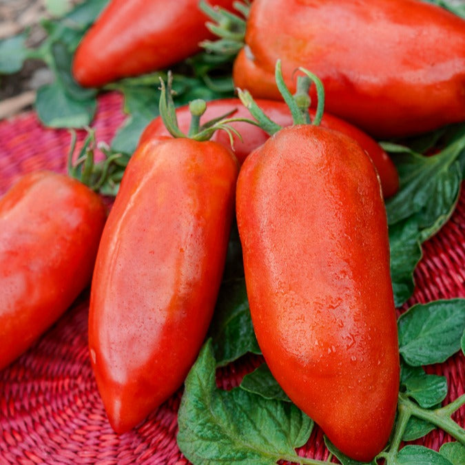 Tomatenmix 'De Andes' - Bakker