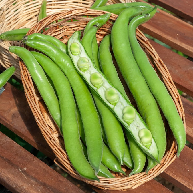 Tuinboon 'Aguadulce' - Vicia faba aguadulce - Bakker