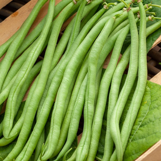 Sperzieboon 'Novirex' - Bakker