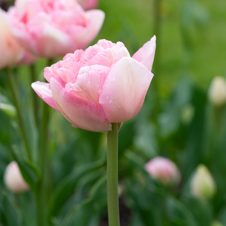 Dubbelbloemige tulp 'Angélique' (x10) - Tulipa angélique - Bakker