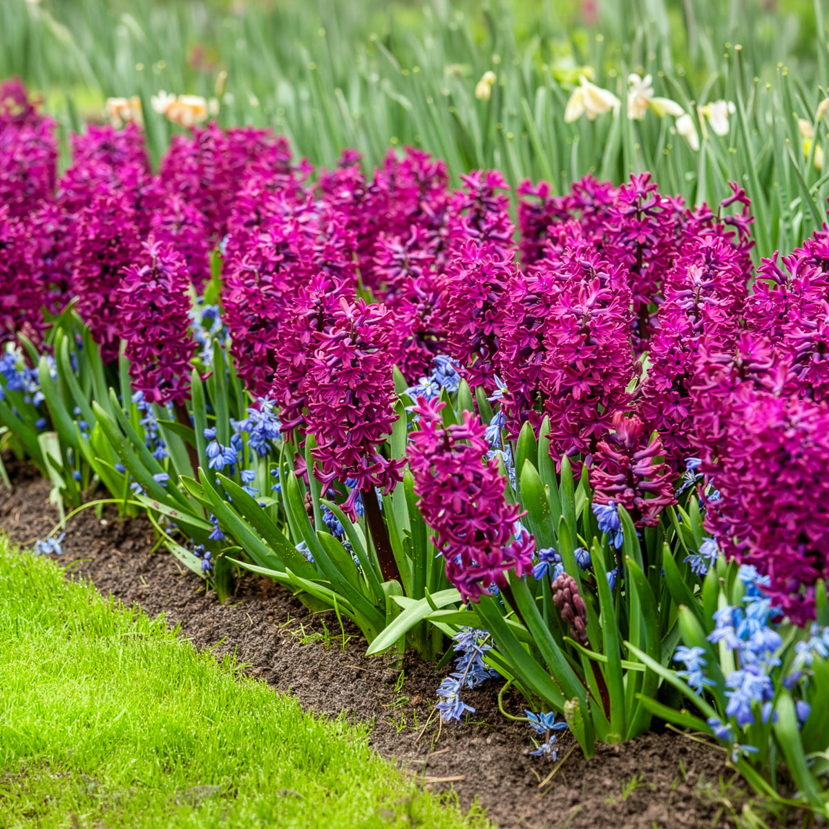Verkoop Hyacinthen 'Woodstock' (x6) - Hyacinthus orientalis woodstock