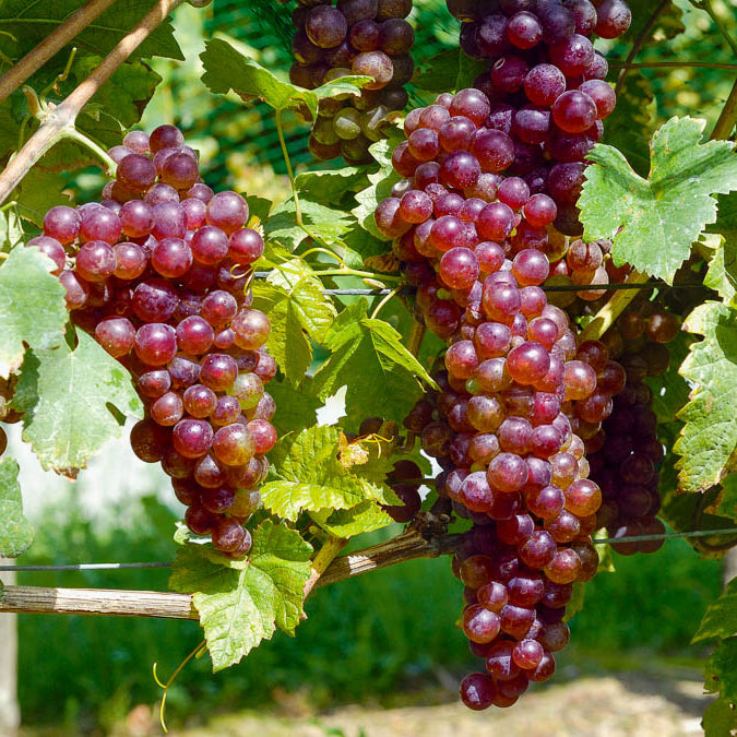 Vitis vinifera Chasselas rose - Druif 'Chasselas Rosé' - Druif