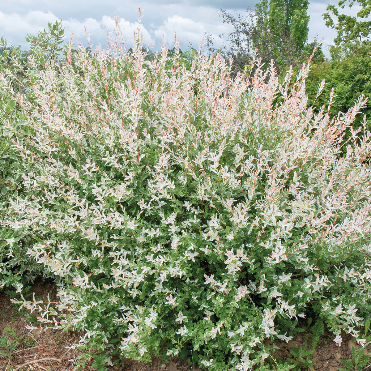 Wilg - Bonte wilg haag 'Hakuro Nishiki' (x3) - Salix integra Hakuro Nishiki