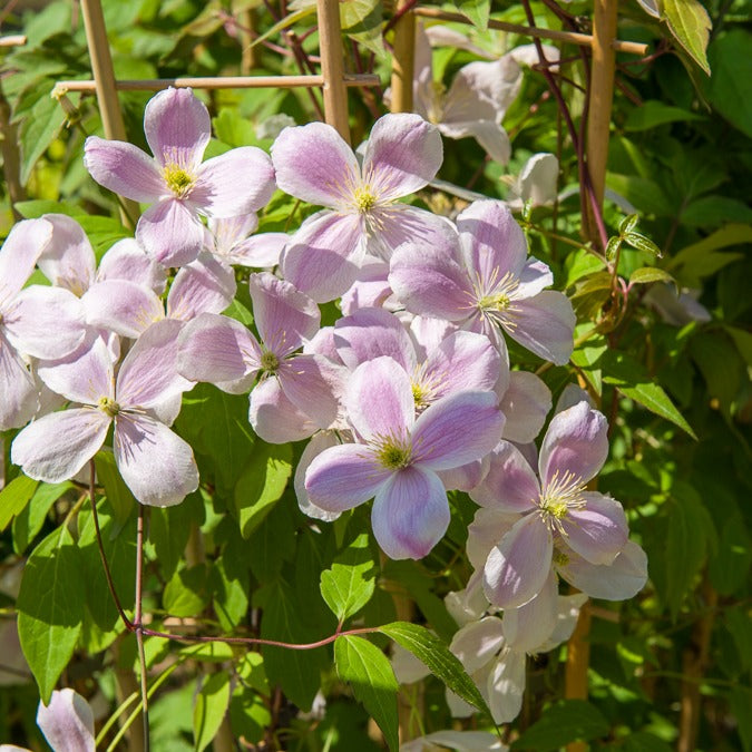 Bosrank 'Mayleen' - Clematis montana Mayleen - Bakker