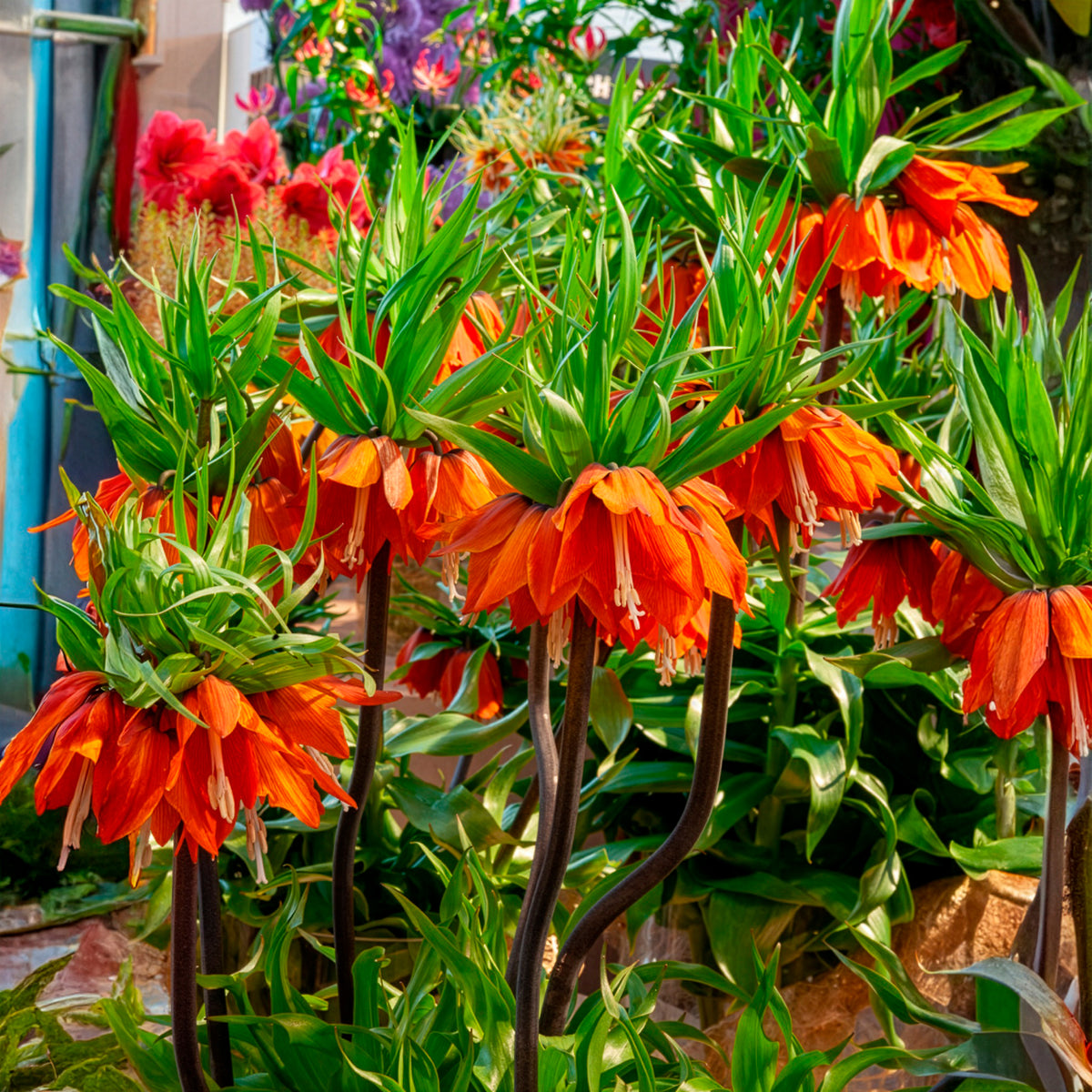 Fritillaria imperialis - Oranje keizerskroon - Fritillaria