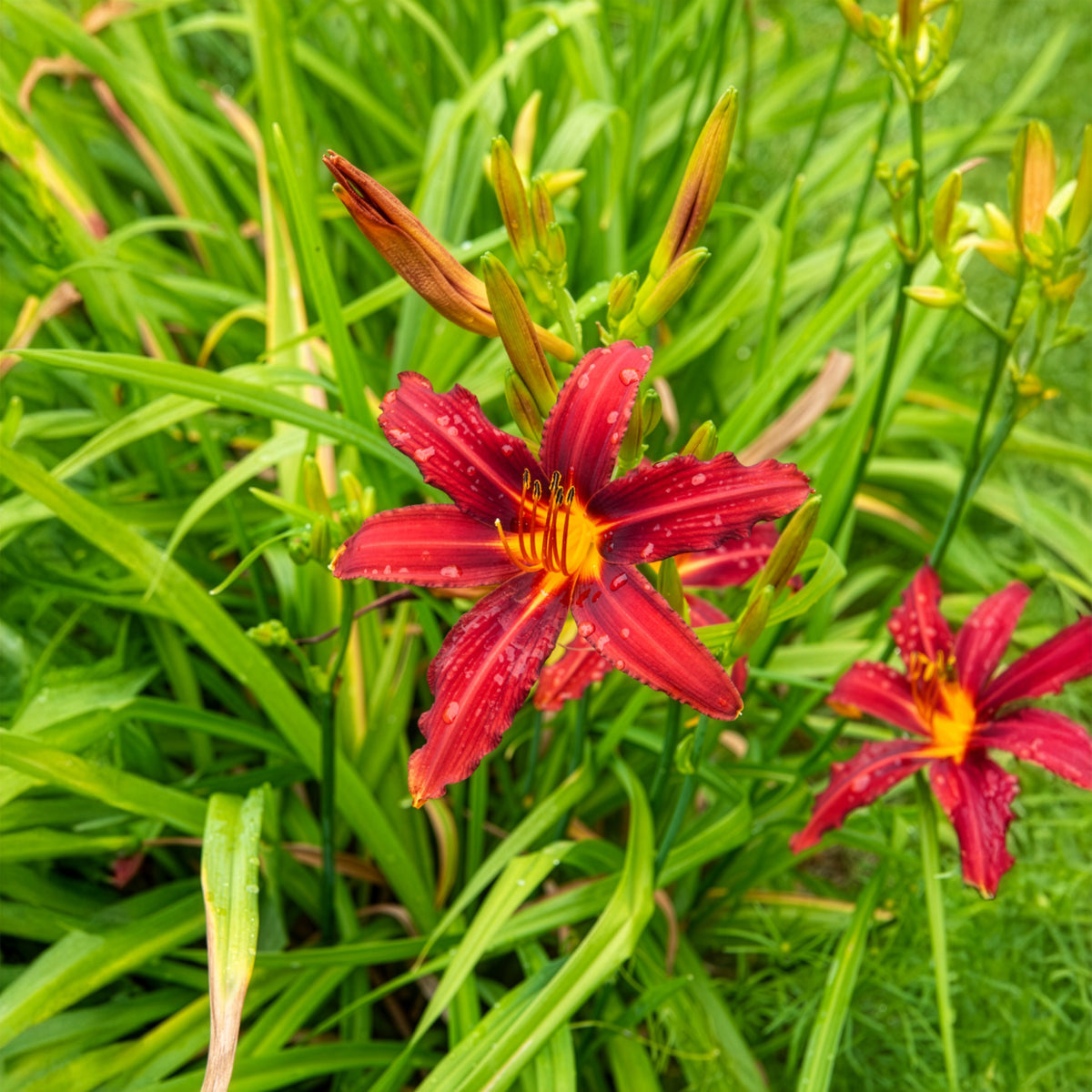 Verkoop Daglelie Crimson Pirate - Hemerocallis Crimson Pirate