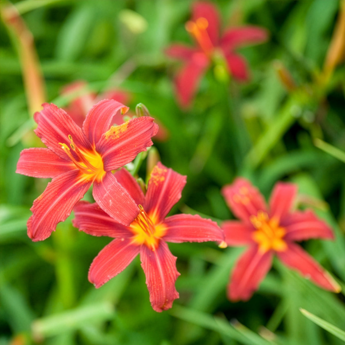 Daglelie Crimson Pirate - Hemerocallis - Daglelie - Bakker
