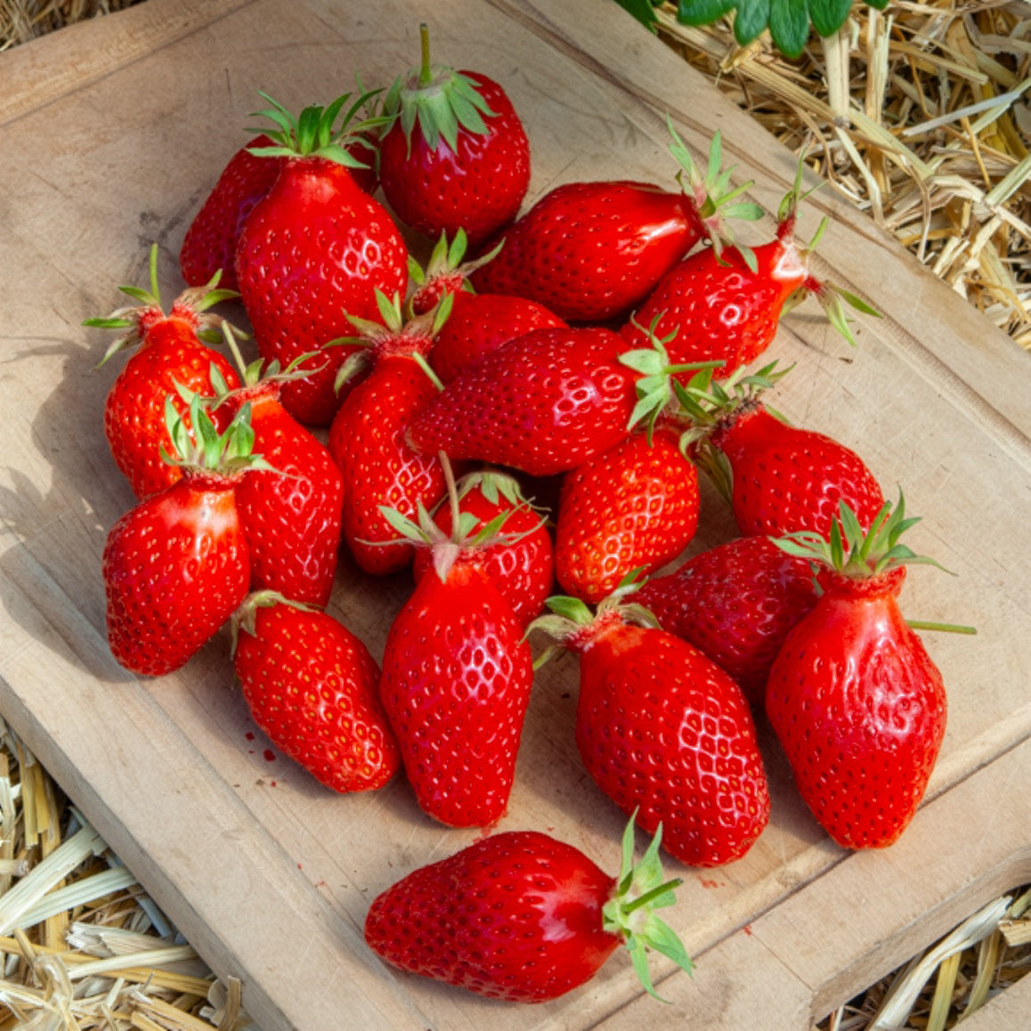 Aardbei ' Gariguette' - Bakker