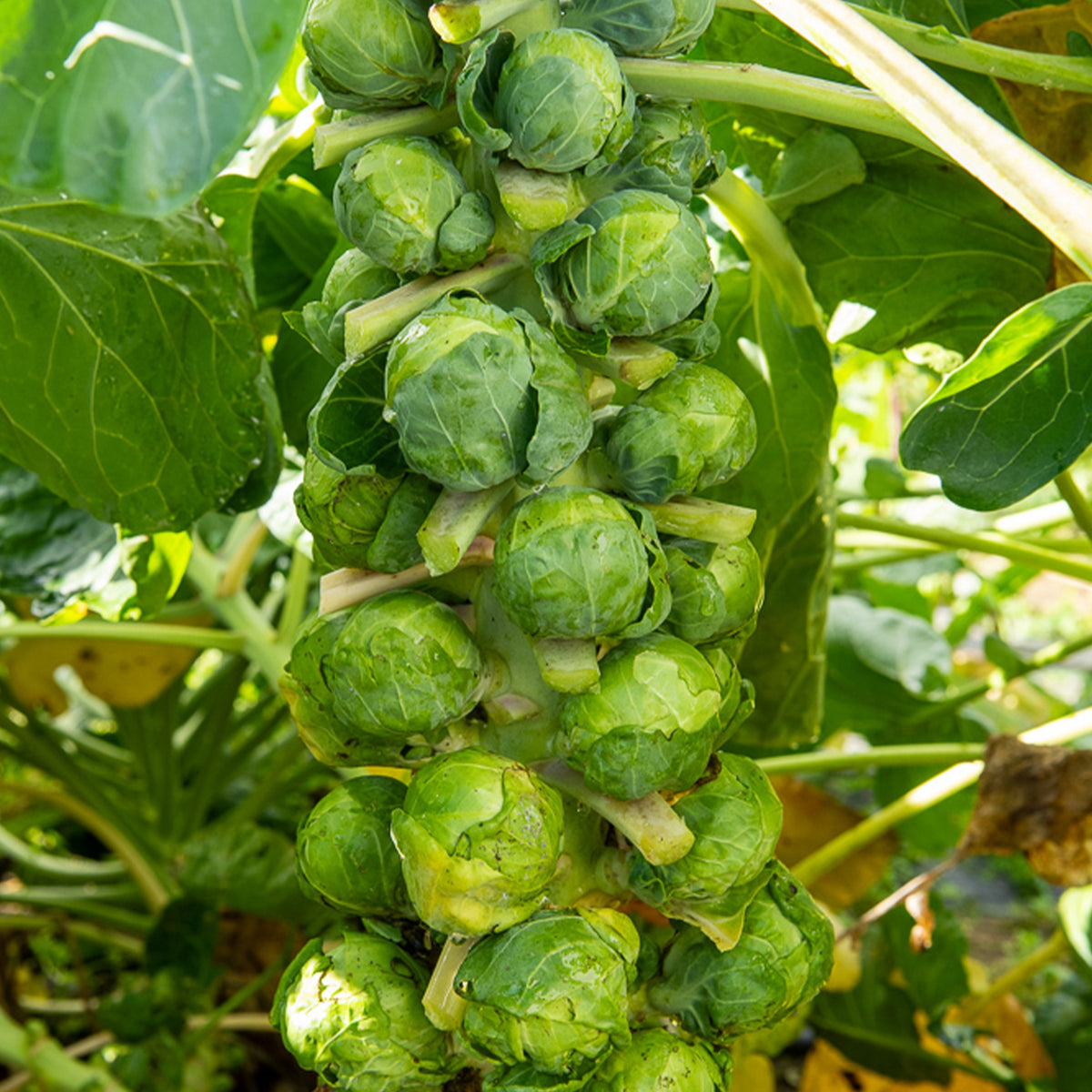 Spruiten 'Igor F1' - Bakker