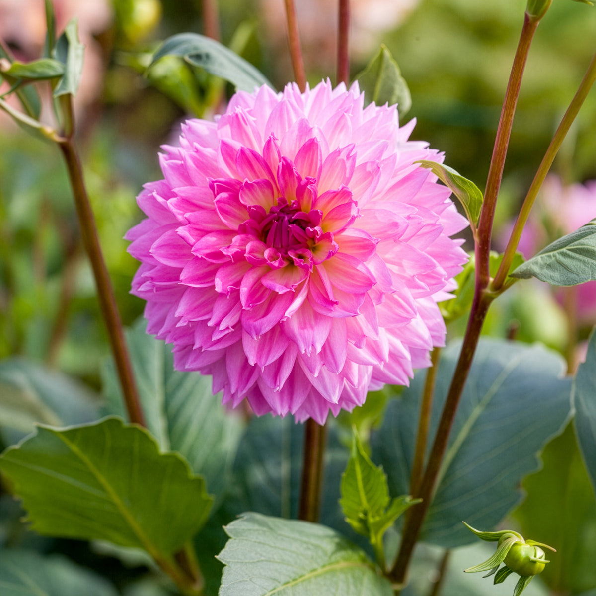 Dahlia - Dahlia 'Sakura Fubuki' (x3) - Dahlia sakura fubuki