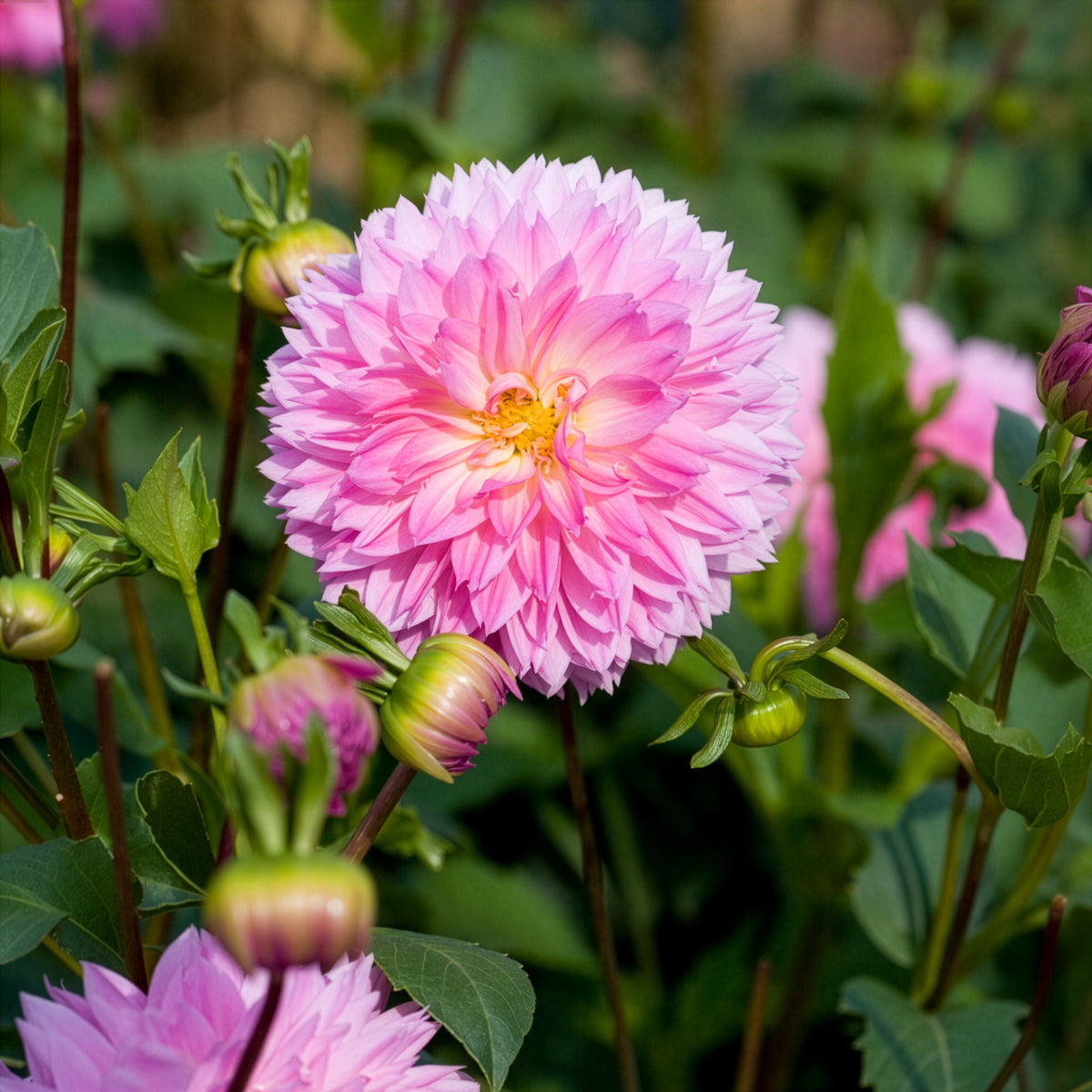 Dahlia sakura fubuki - Dahlia 'Sakura Fubuki' (x3) - Dahlia