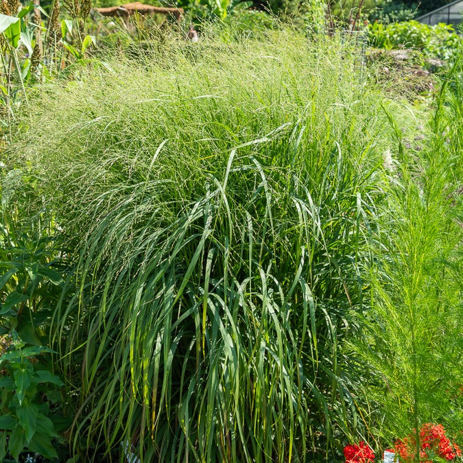 Panicum virgatum heavy metal - Vingergras 'Heavy Metal' (x3) - Vingergras