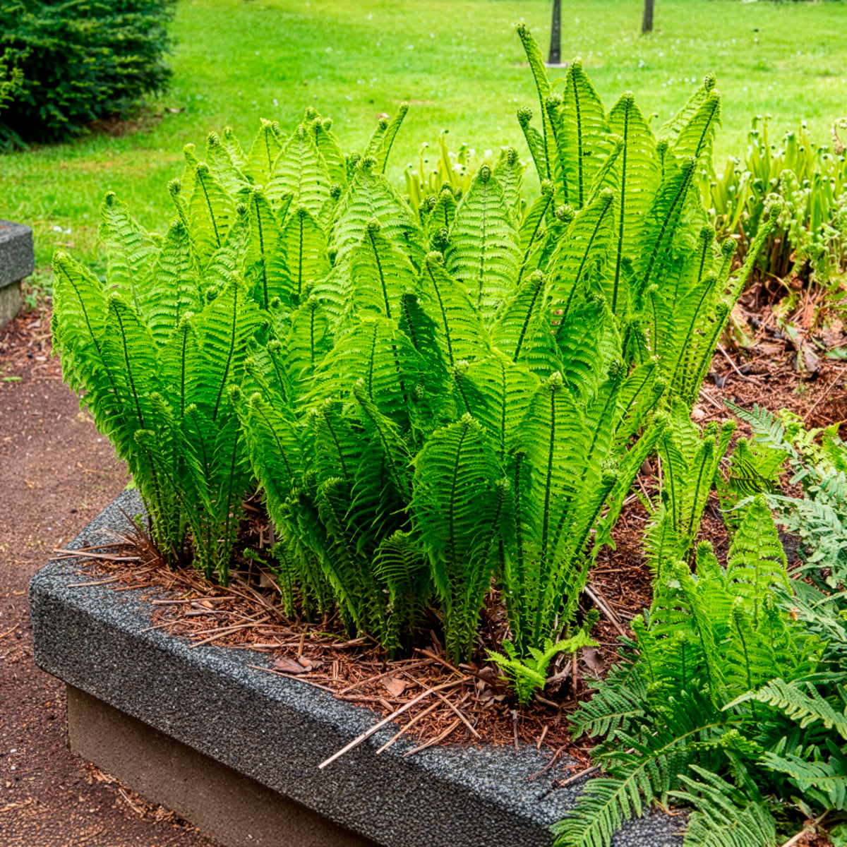 Verkoop Vaste planten - Struisvaren (x2)