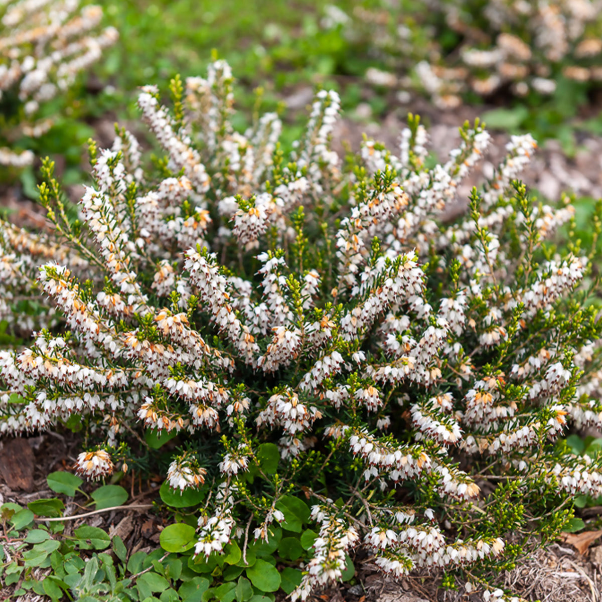 Winterheide 'White Glow' - Bakker