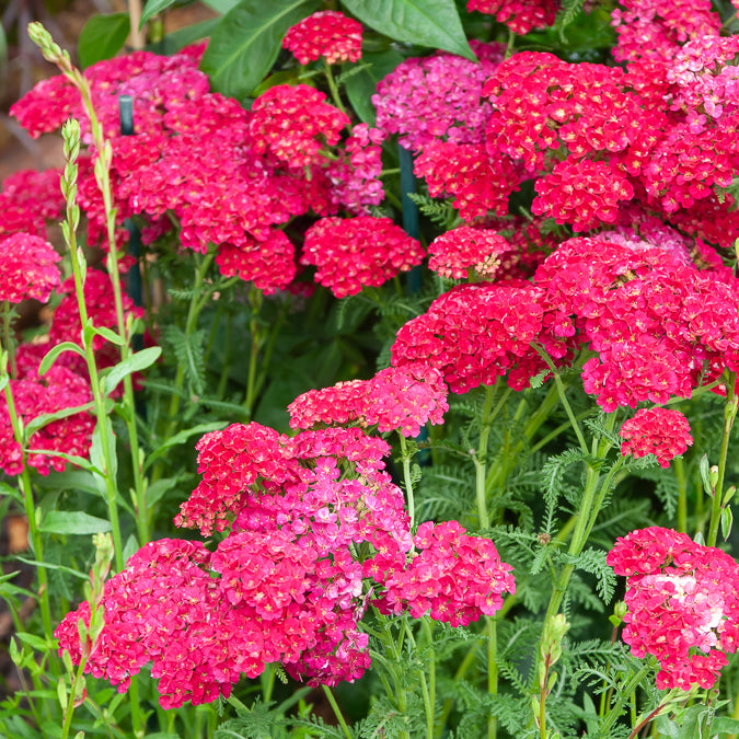 Duizendblad millefeuille Pomegranate - Bakker