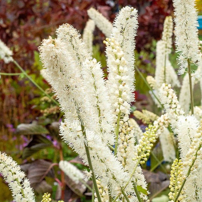 Christoffelkruid White Pearl - Actaea simplex white pearl - Bakker