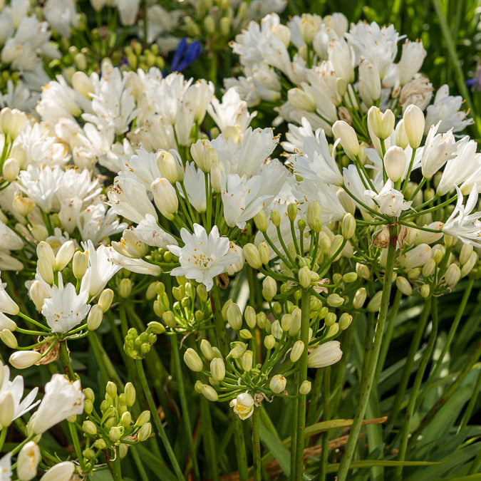 Agapanthus rfdd double diamond - Afrikaanse lelie Double Diamond - Agapanthus