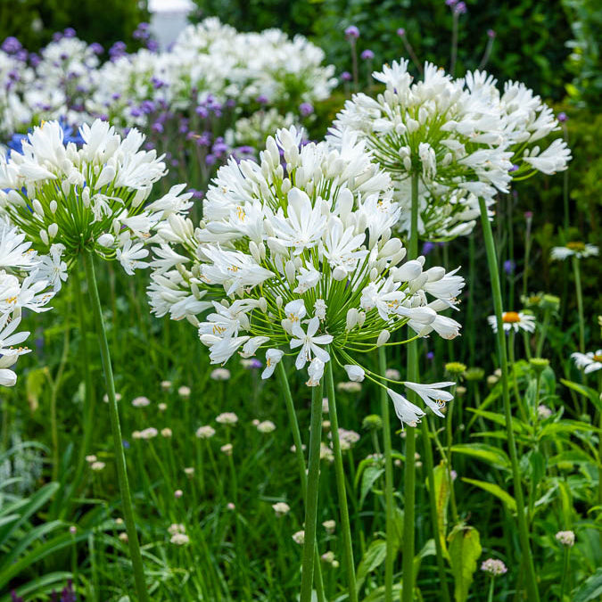 Afrikaanse lelie White Heaven - Agapanthus white heaven - Bakker