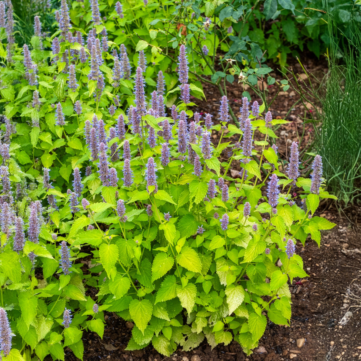 Agastache - Dropplant Golden Jubilee - Agastache rugosa Golden Jubilee