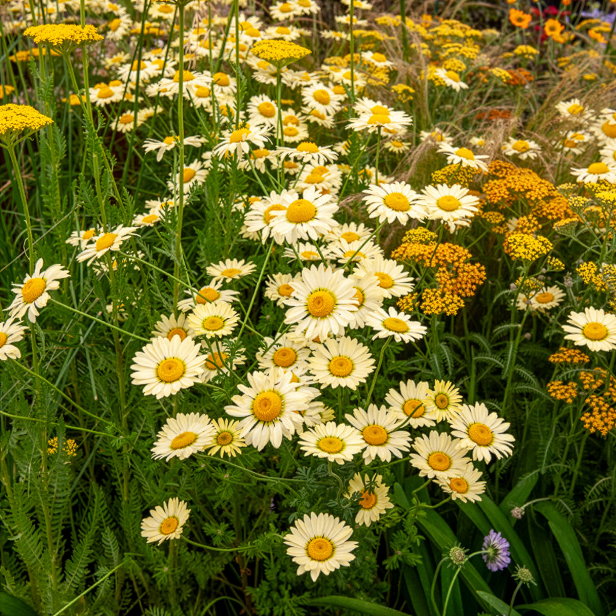 Verfkamille E.C. Buxton - Anthemis x hybrida E.C. Buxton - Bakker