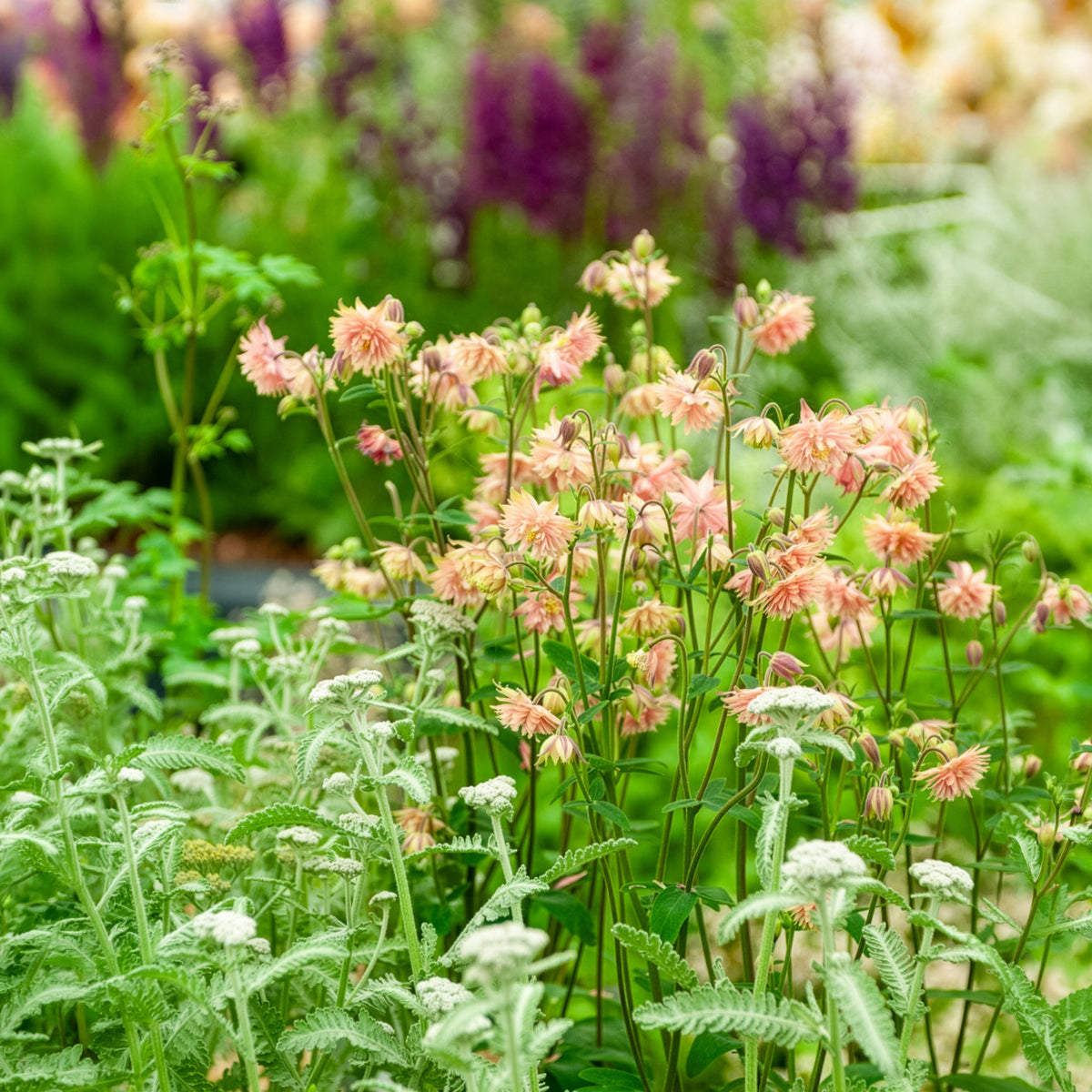 Akelei Barlow Rose - Aquilegia vulgaris Rose Barlow - Bakker