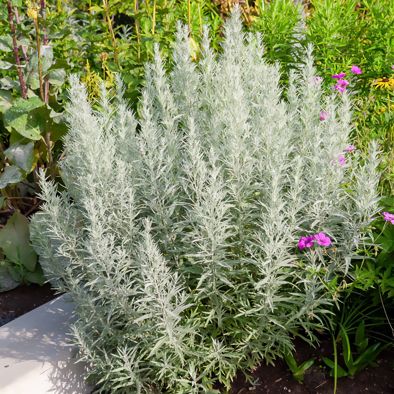 Westerse bijvoet - Artemisia ludoviciana silver queen