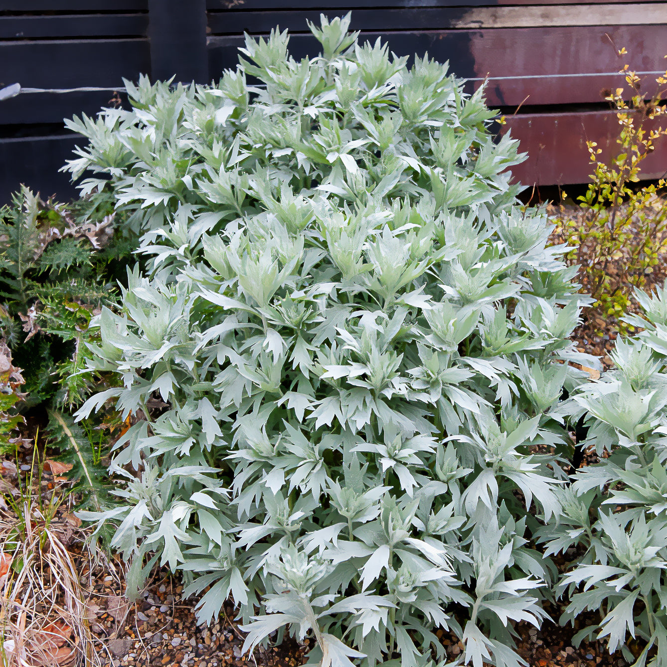 bijvoet plant Bijvoet 'Valerie Finnis' - Artemisia ludoviciana valerie finnis