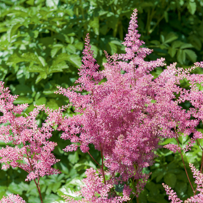 Pluimspirea 'Rheinland' - Astilbe japonica Rheinland - Bakker