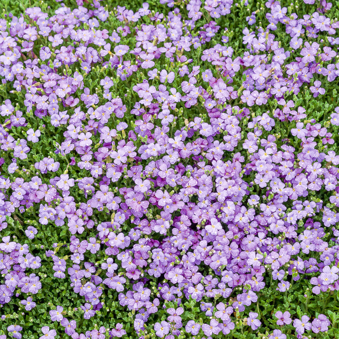 Aubrieta Cascade Blue - Randjesbloem / Blauwkussen Cascade Blue - Aubrieta