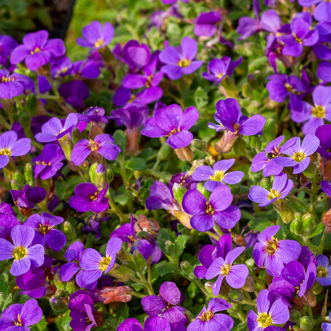Randjesbloem / Blauwkussen Hamburger Stadtpark - Bakker