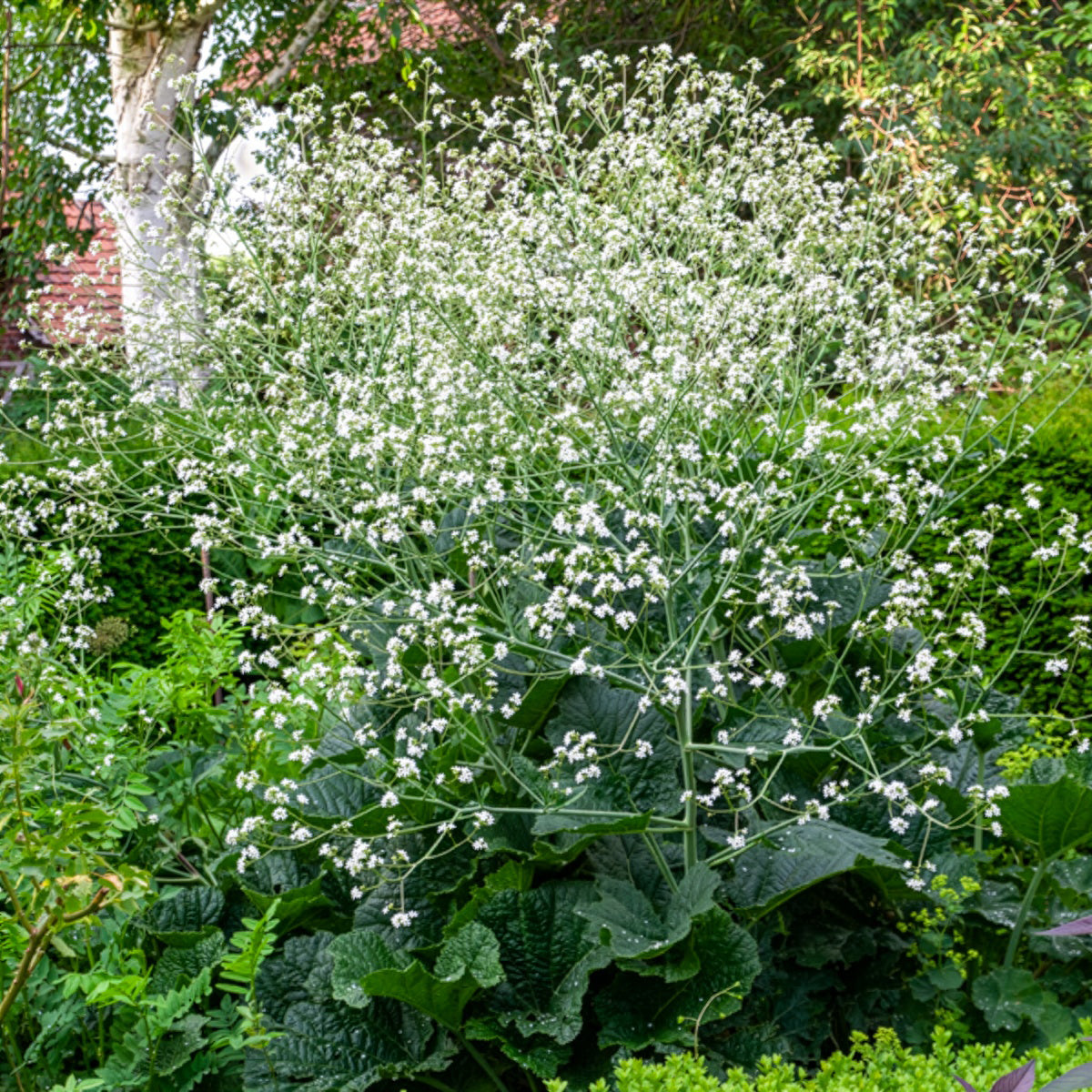Hartvormige zeekool - Crambe cordifolia - Bakker