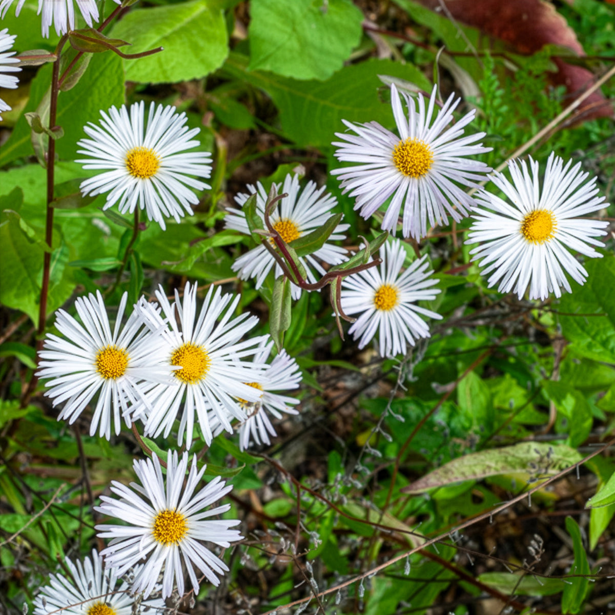 Fijnstraal Sommerneuschnee - Erigeron Sommerneuschnee - Bakker