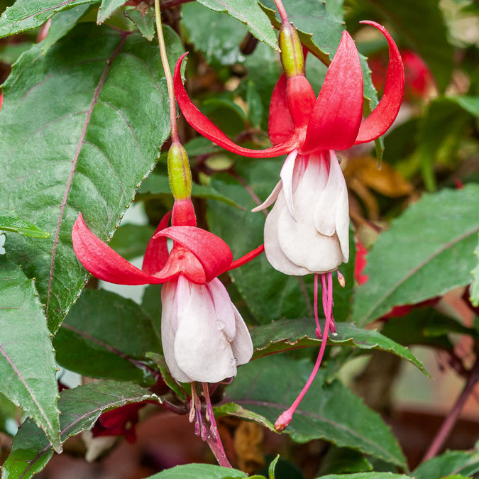 Bellenplant Mix 'Madame Cornelissen' + 'Brilliant' (x3) - Fuchsia Mme Cornelissen, Brilliant - Bakker