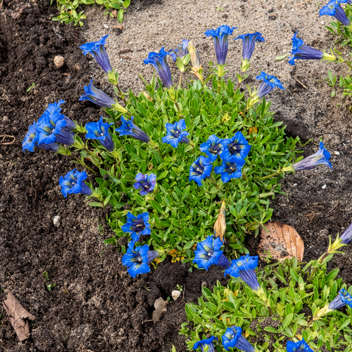 Verkoop Stengelloze gentiaan - Gentiana acaulis